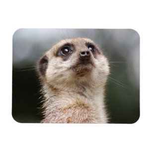 Meerkat Premium Magnet Magneet