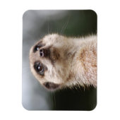 Meerkat Premium Magnet Magneet (Verticaal)