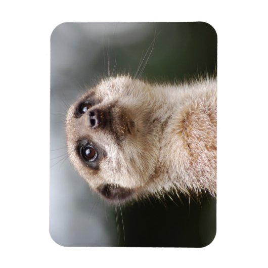Meerkat Premium Magnet Magneet (Verticaal)