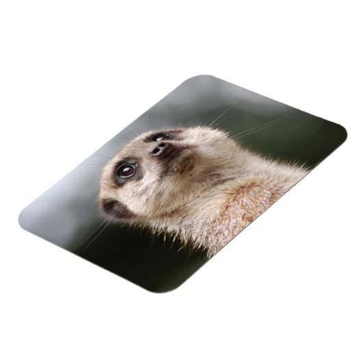 Meerkat Premium Magnet Magneet (Linkerzijde)