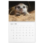 Meerkat Pups of the KMP 2026 Calendar Kalender (Mar 2026)