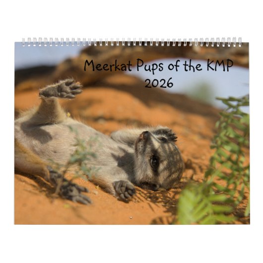 Meerkat Pups of the KMP 2026 Calendar Kalender (Hoes)