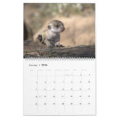 Meerkat Pups of the KMP 2026 Calendar Kalender (Jan 2026)