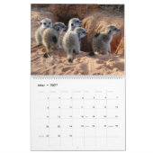 Meerkat Pups van de KMP 2024 Kalender (Mar 2027)