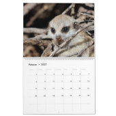 Meerkat Pups van de KMP 2024 Kalender (Feb 2027)
