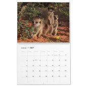 Meerkat Pups van de KMP 2024 Kalender (Jan 2027)