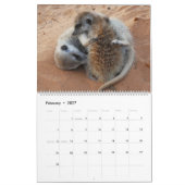 Meerkat Pups van de KMP 2025 Kalender (Feb 2027)