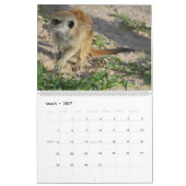 Meerkat Pups van de KMP 2025 Kalender (Mar 2027)