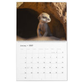 Meerkat Pups van de KMP 2025 Kalender (Jan 2027)