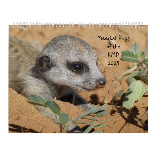 Meerkat Pups van de KMP 2025 Kalender (Hoes)