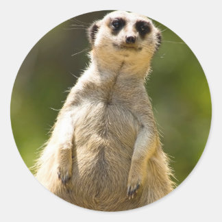Meerkat Ronde Sticker