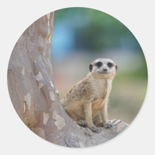 Meerkat Sat on Tree Ronde Sticker (Voorkant)
