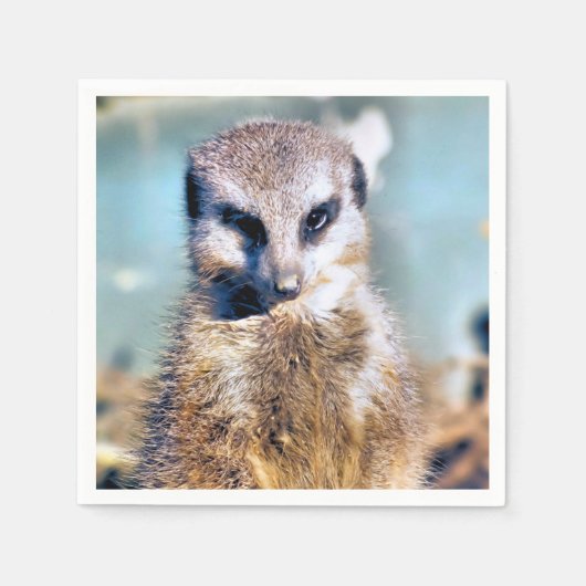 MEERKAT SERVET (Voorkant)