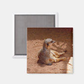 Meerkat Sitting Photography, Fridge Magnet (Voorkant / Achterkant)