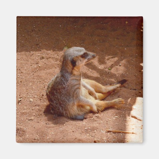 Meerkat Sitting Photography, Fridge Magnet (Voorkant)