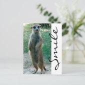 Meerkat Smile Briefkaart (Staand voorkant)