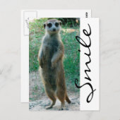 Meerkat Smile Briefkaart (Voorkant / Achterkant)