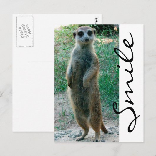 Meerkat Smile Briefkaart (Voorkant / Achterkant)