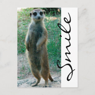 Meerkat Smile Briefkaart