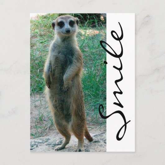 Meerkat Smile Briefkaart (Voorkant)