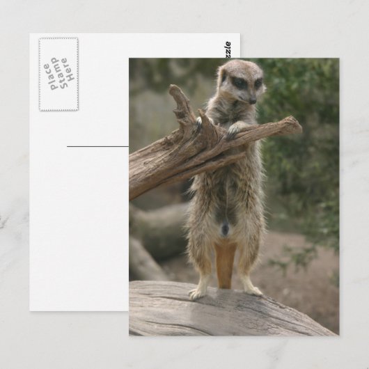 Meerkat Standing Briefkaart (Voorkant / Achterkant)