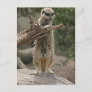 Meerkat Standing Briefkaart