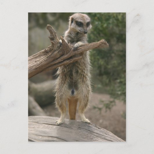Meerkat Standing Briefkaart (Voorkant)