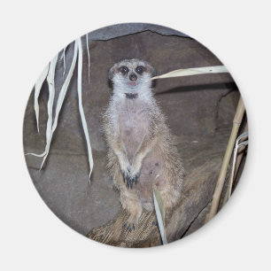 Meerkat Staring Magneet