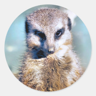 MEERKAT STICKER