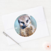 MEERKAT STICKER (Envelop)