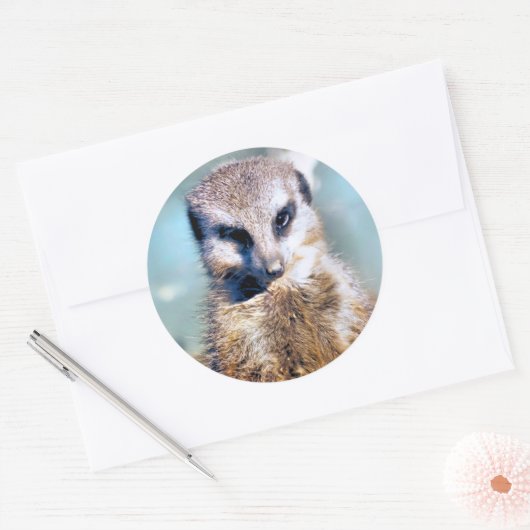 MEERKAT STICKER (Envelop)