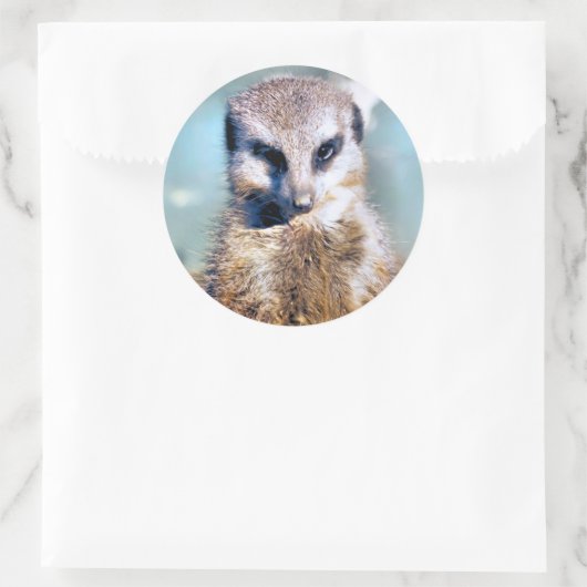 MEERKAT STICKER (Tas)