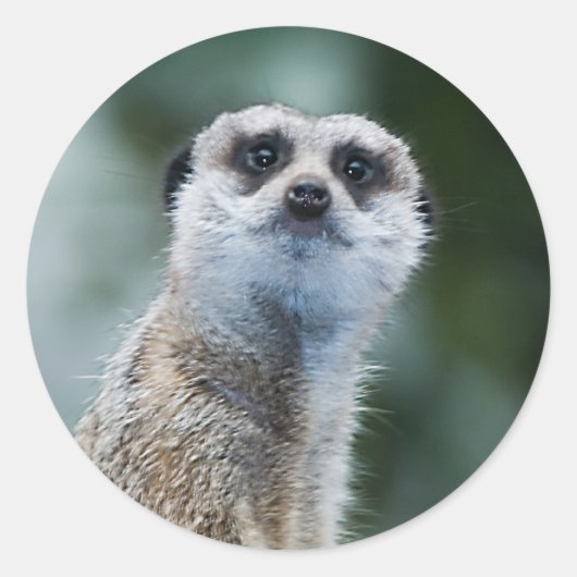 Meerkat Sticker (Voorkant)