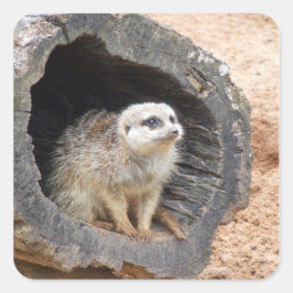 Meerkat sticker - vierkant