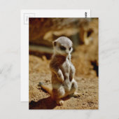 Meerkat Style Briefkaart (Voorkant / Achterkant)