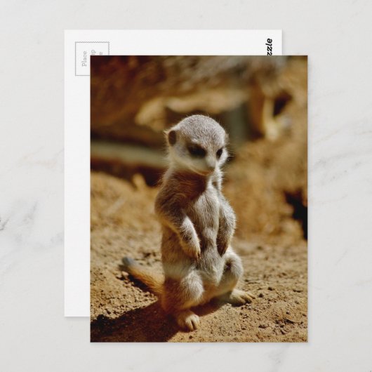 Meerkat Style Briefkaart (Voorkant / Achterkant)