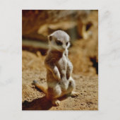 Meerkat Style Briefkaart (Voorkant)