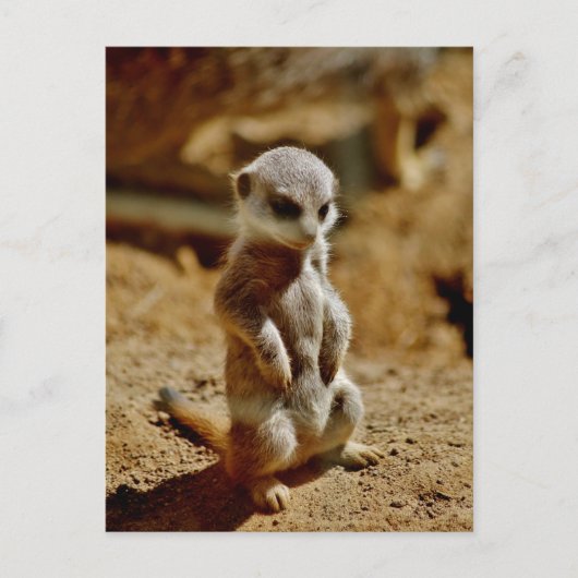 Meerkat Style Briefkaart (Voorkant)