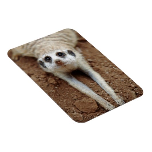 Meerkat (Suricata Suricatta) afkoelen Magneet (Rechterzijde)