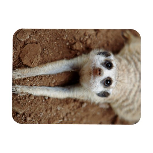 Meerkat (Suricata Suricatta) afkoelen Magneet (Horizontaal)