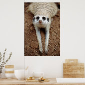 Meerkat (Suricata Suricatta) afkoelen Poster (Keuken)