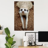 Meerkat (Suricata Suricatta) afkoelen Poster (Thuiskantoor)