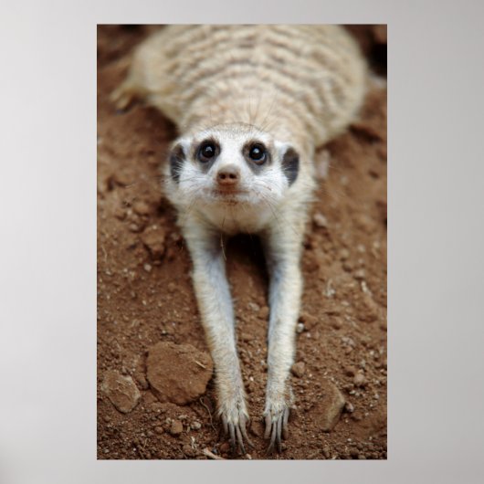 Meerkat (Suricata Suricatta) afkoelen Poster (Voorkant)