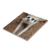 Meerkat (Suricata Suricatta) afkoelen Tegeltje (Zijkant)