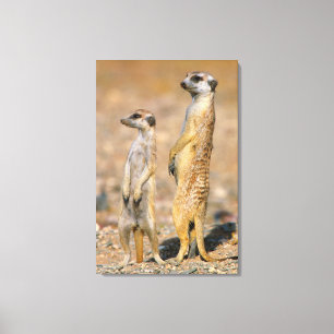 Meerkat (Suricata Suricatta) Sentinels, Karas Canvas Afdruk
