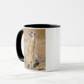 Meerkat (Suricata Suricatta) Sentinels, Karas Mok (Voorkant links)