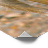 Meerkat (Suricata Suricatta) Sentinels, Karas Poster (Hoek)