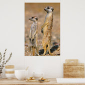 Meerkat (Suricata Suricatta) Sentinels, Karas Poster (Keuken)