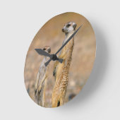Meerkat (Suricata Suricatta) Sentinels, Karas Ronde Klok (Hoek)