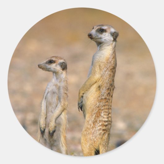 Meerkat (Suricata Suricatta) Sentinels, Karas Ronde Sticker (Voorkant)